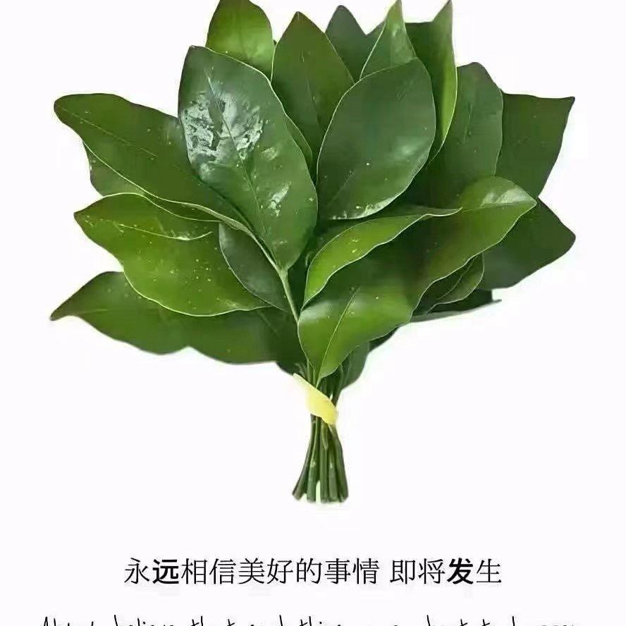 朱家老二