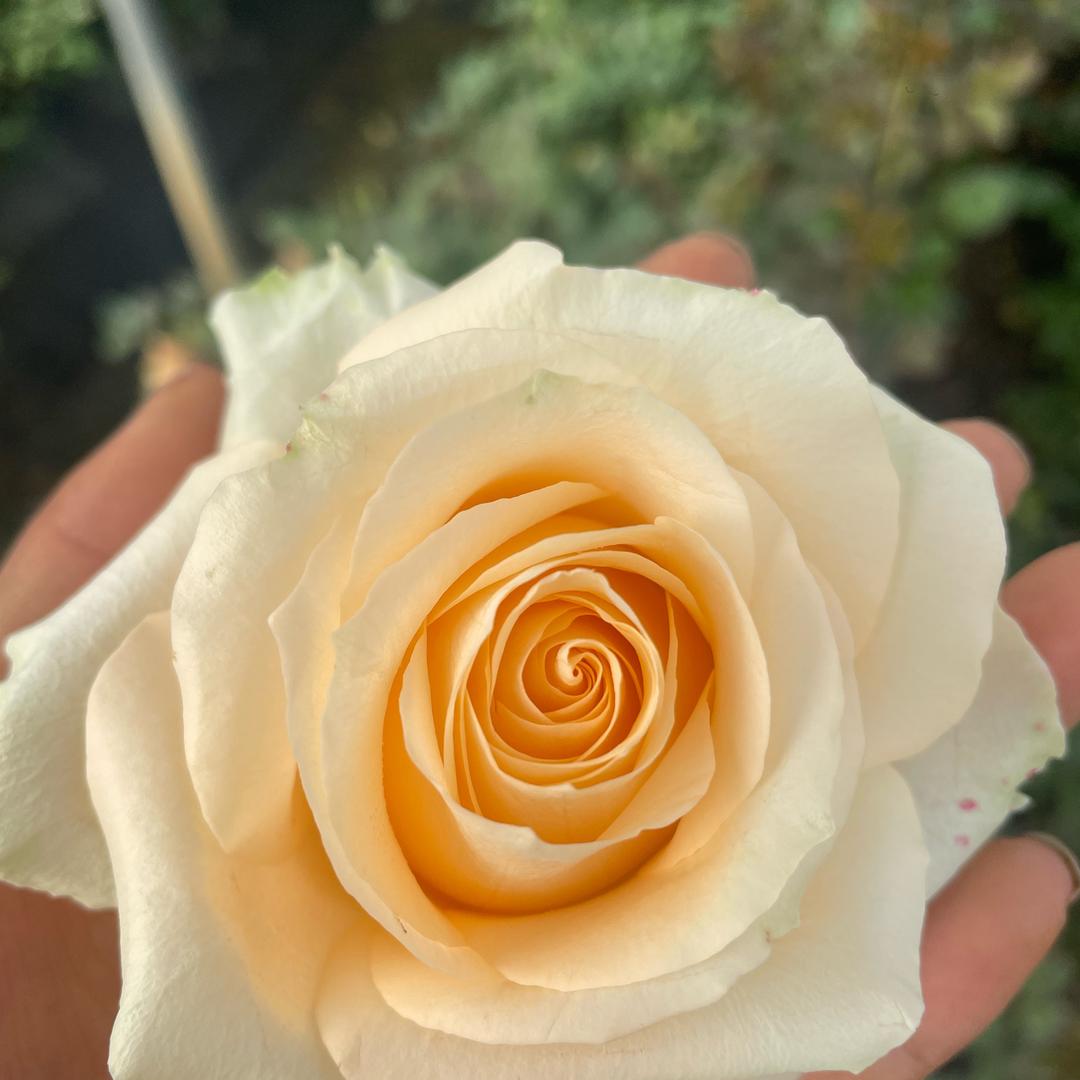 笑面如花🌹开🌹落