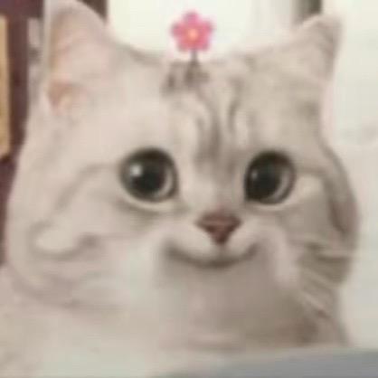 高冷怪