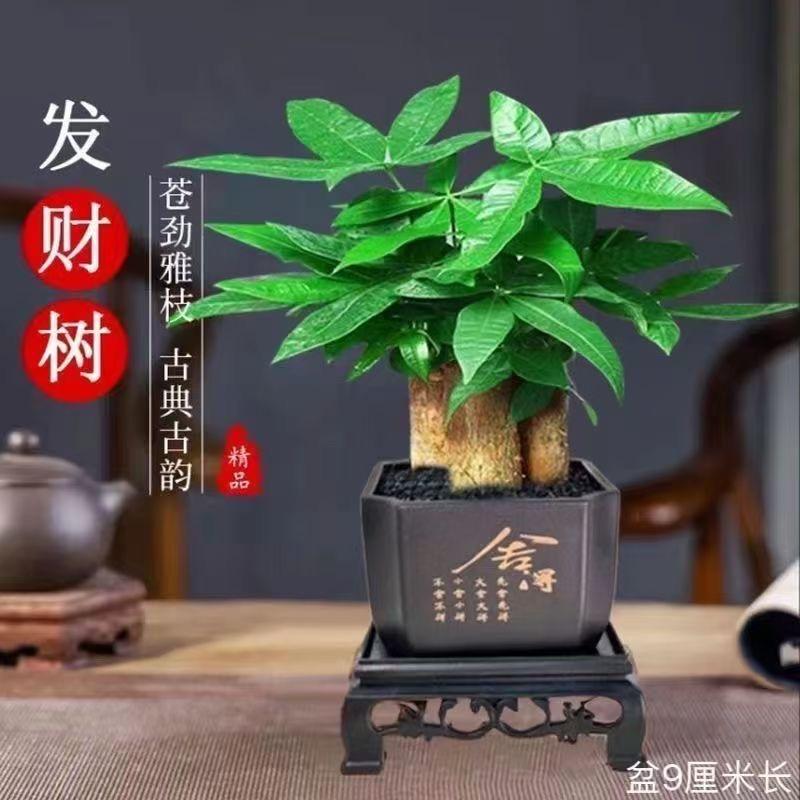 绿植花卉