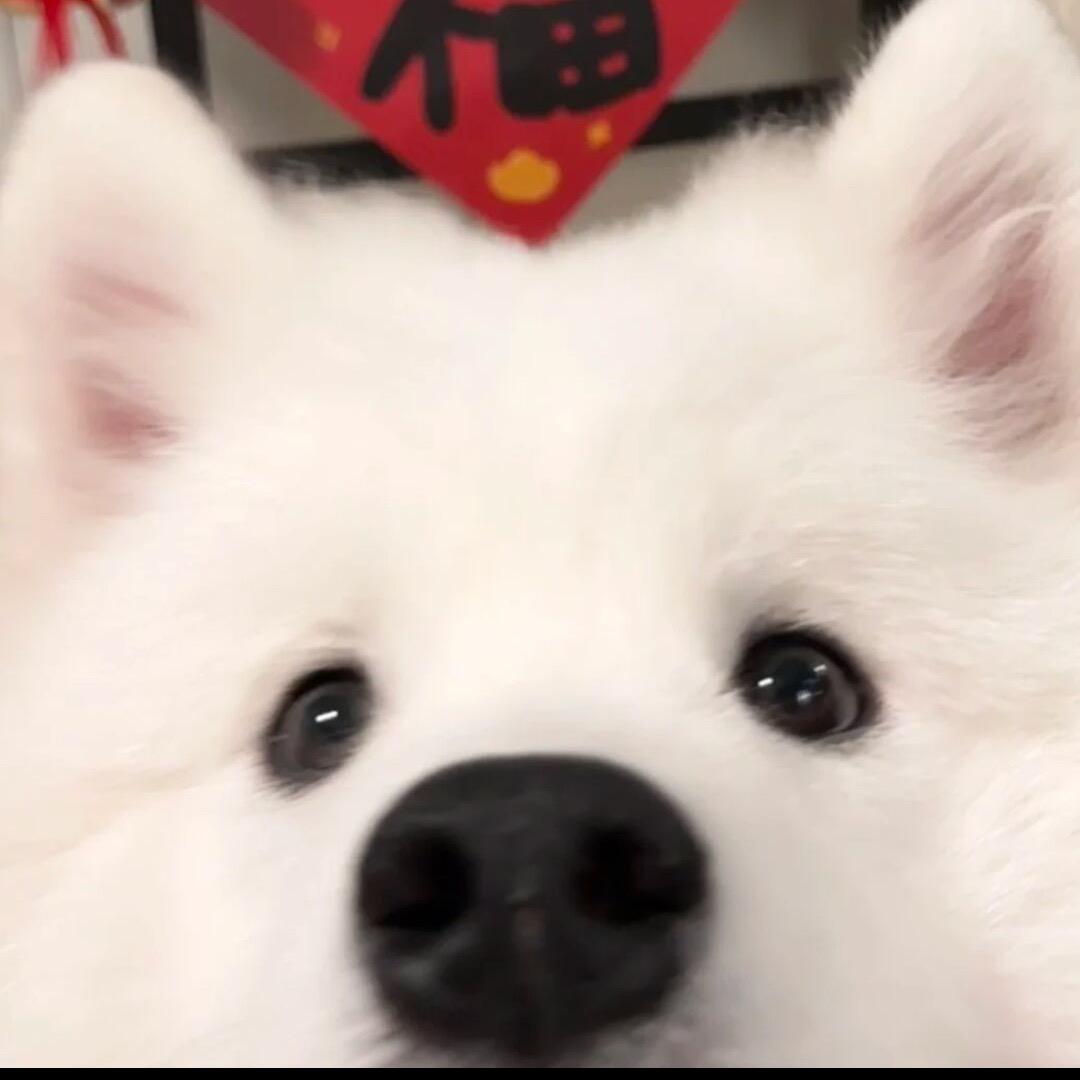 不吃葱姜蒜