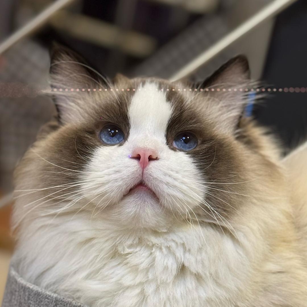 一个绝美的女子