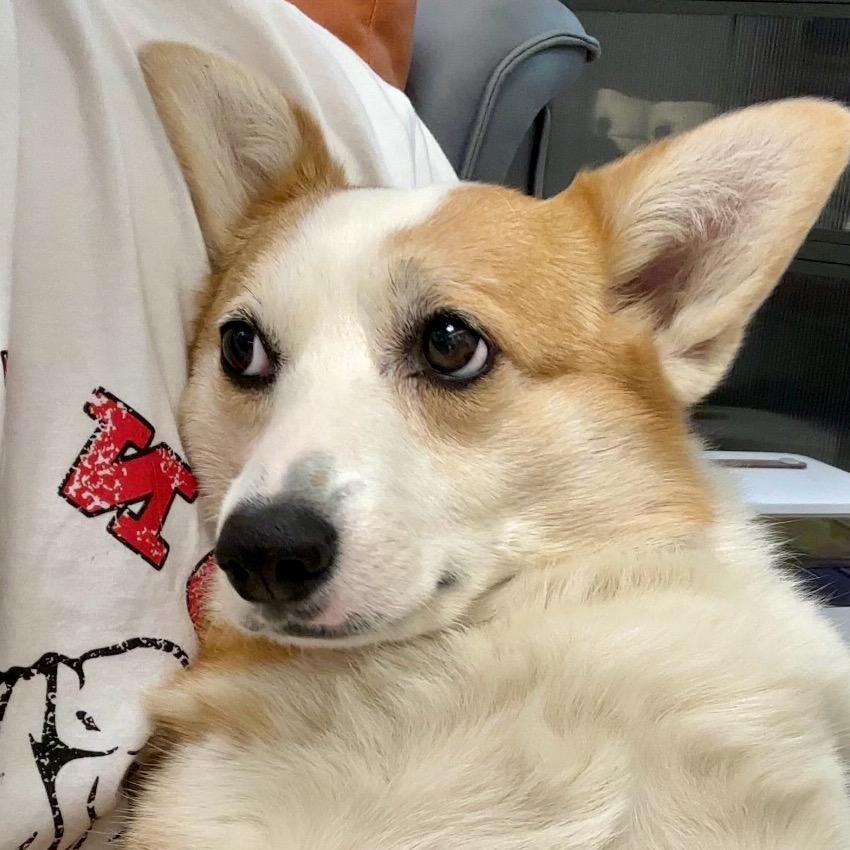 馒头家的狗