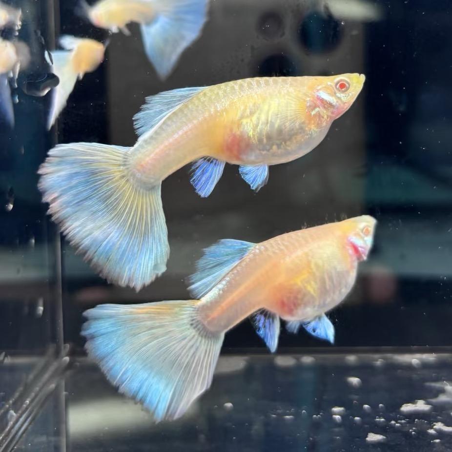 业余爱好孔雀鱼