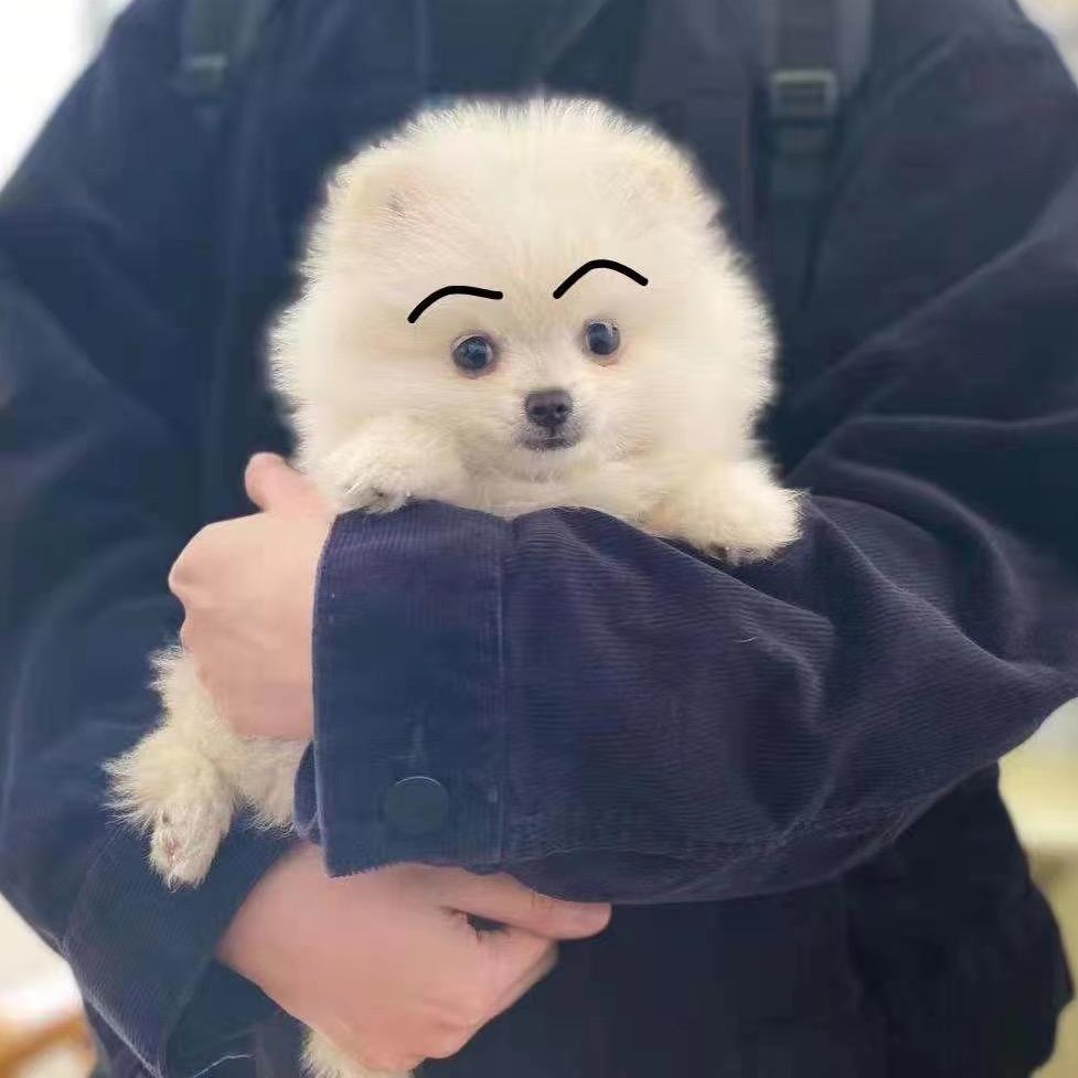 随意的元宝🐶