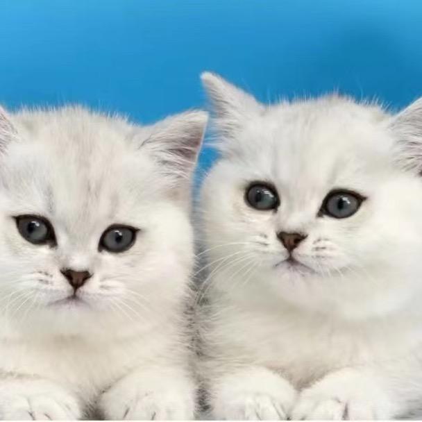 白野猪管家
