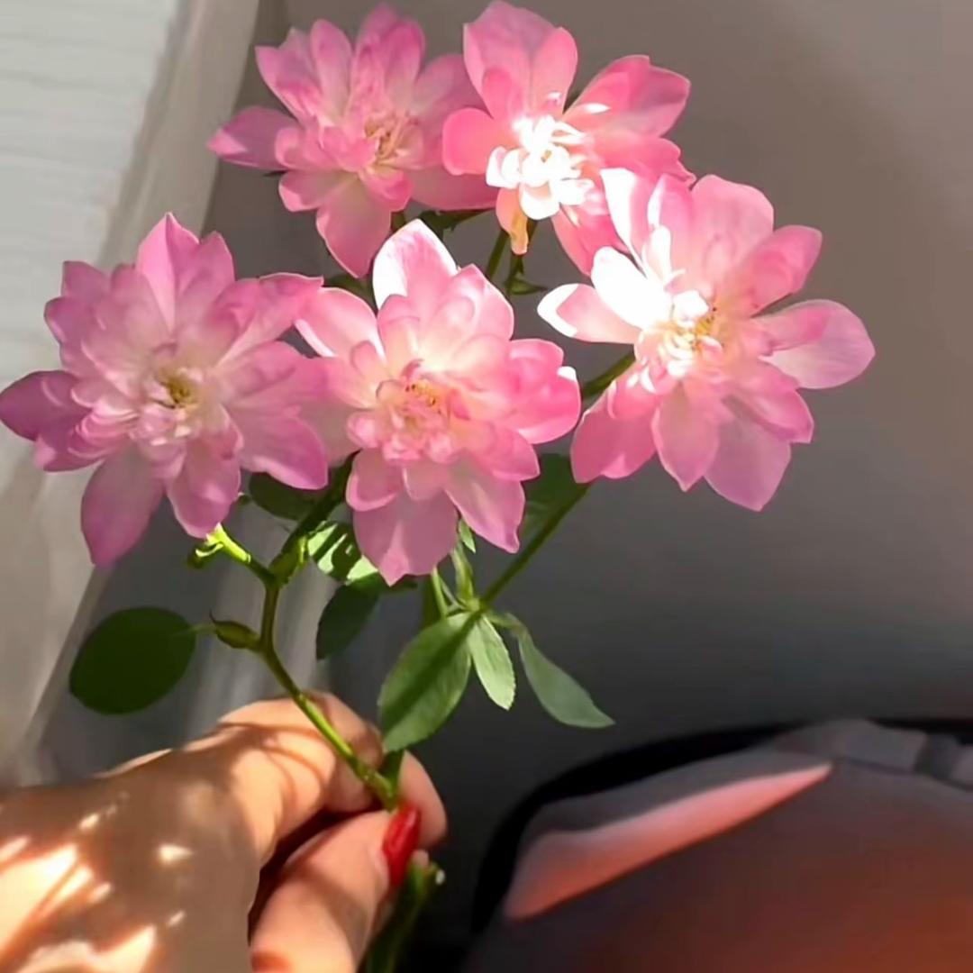 小媛小媛