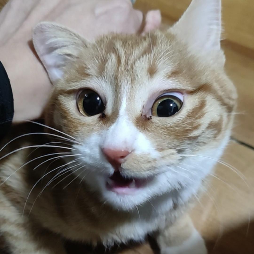 爱猫雅士