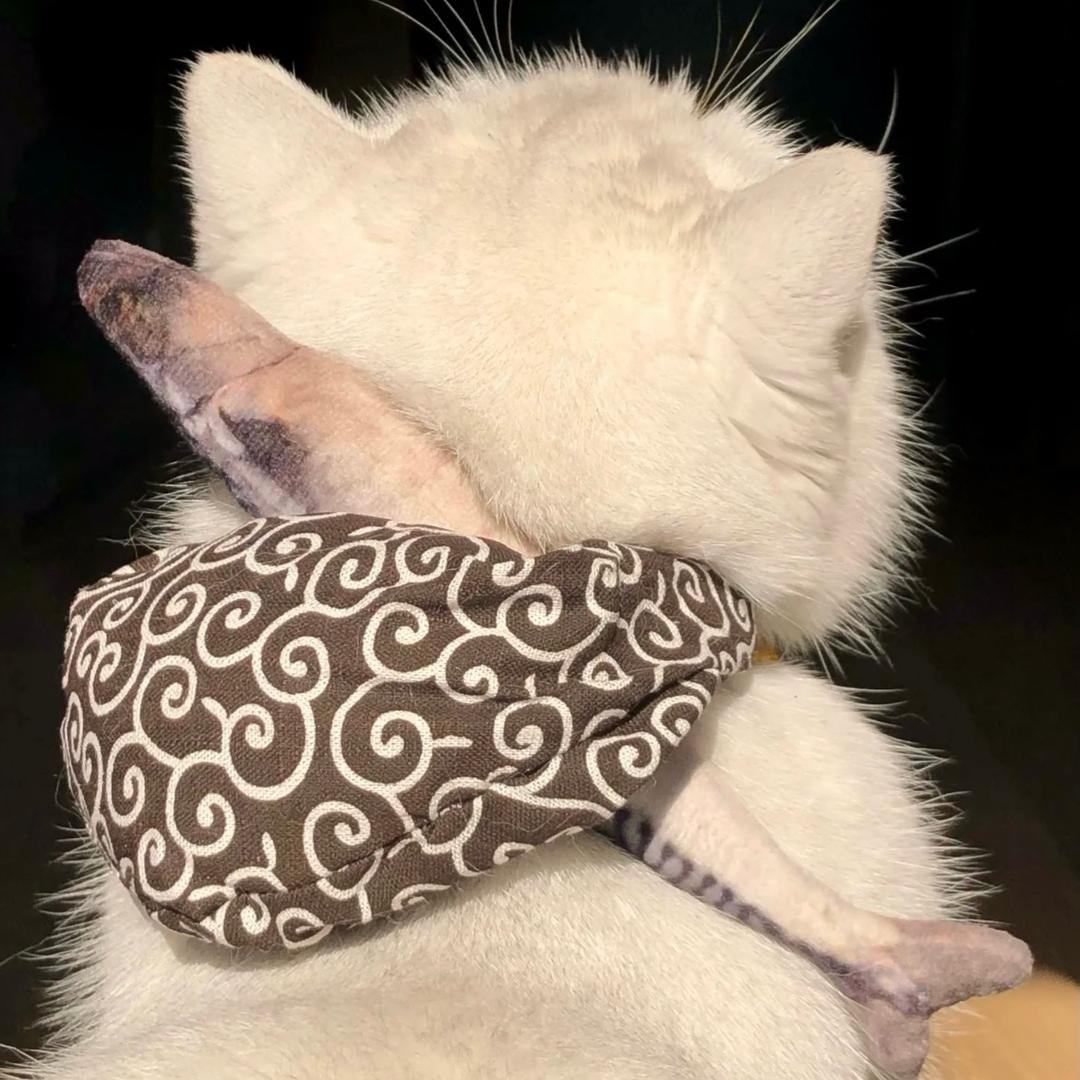 懒猫吉他手