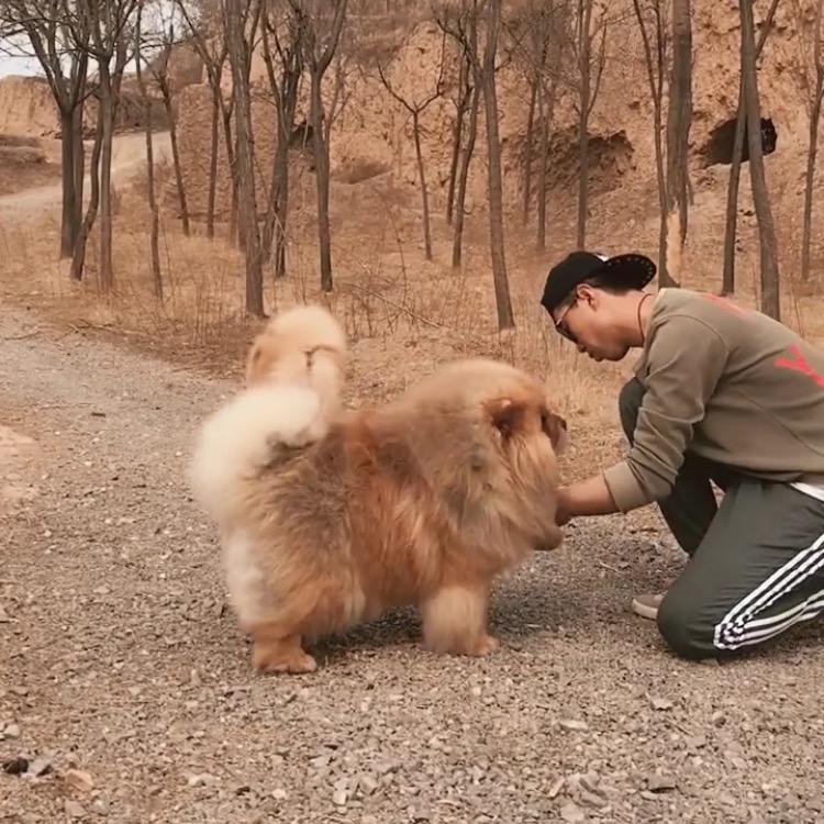 松狮犬玩家（席先生）
