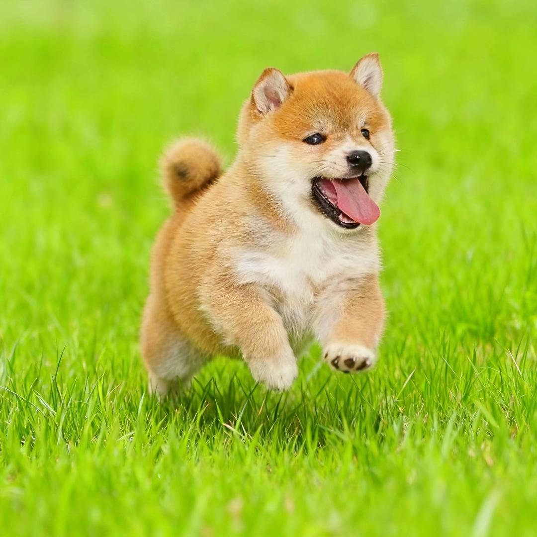 亮亮中华田园犬舍
