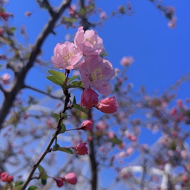 F.枷锁