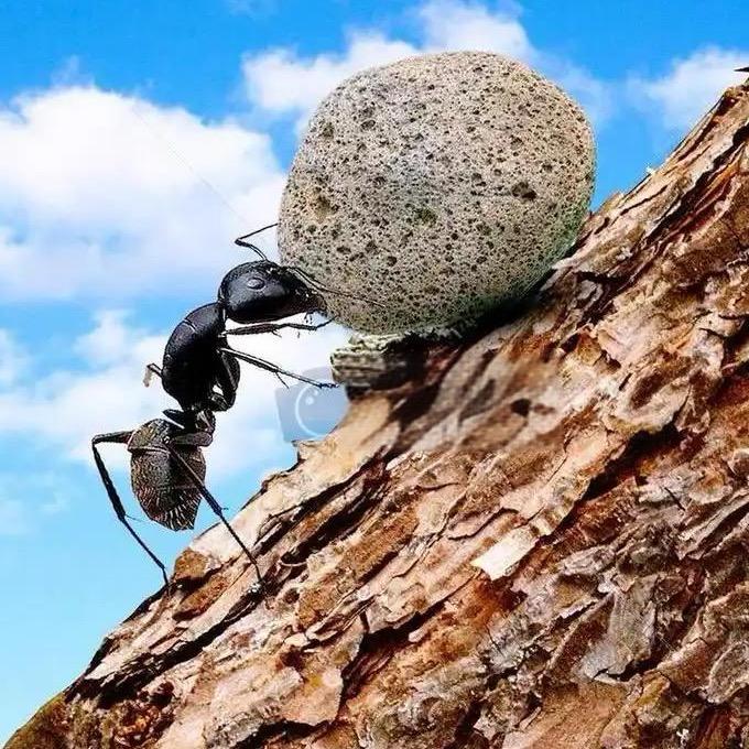 小蚂蚁🐜