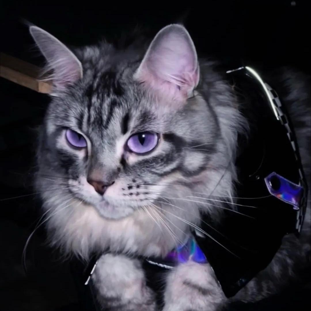 努努缅因猫舍