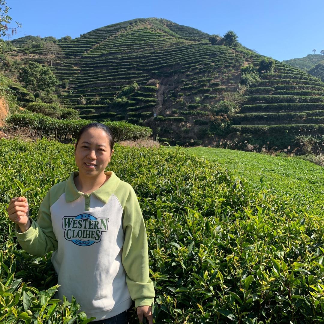 佳丽单枞茶