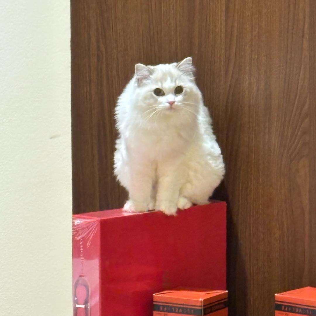 金多多的日常🌞