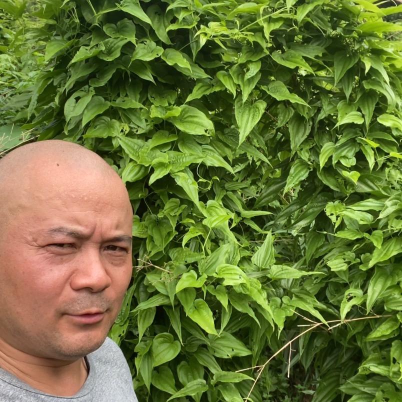 百部，中药材种植