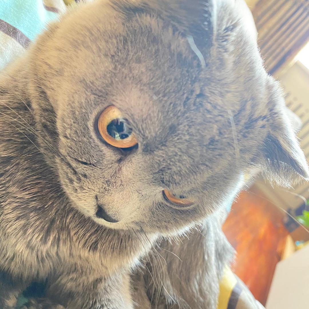 厚本王子（拒私聊）