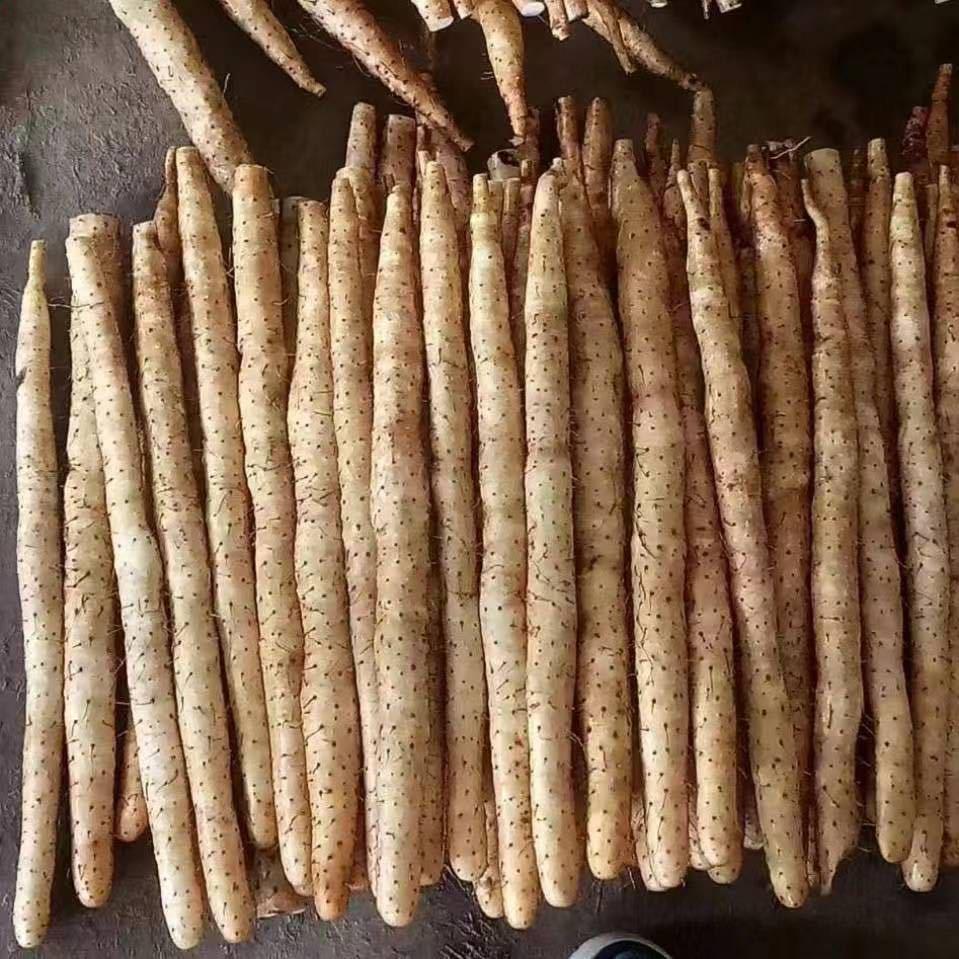 老松代发（蠡县昭明果蔬农民专业合作社）