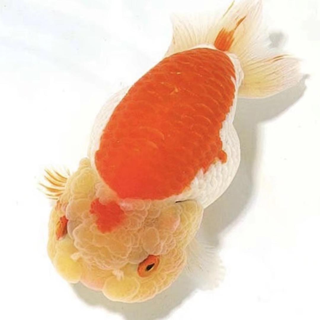 河北祥润渔场