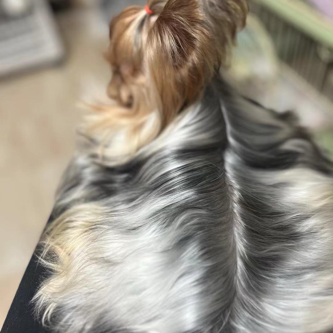 桃ༀ芷的约克夏