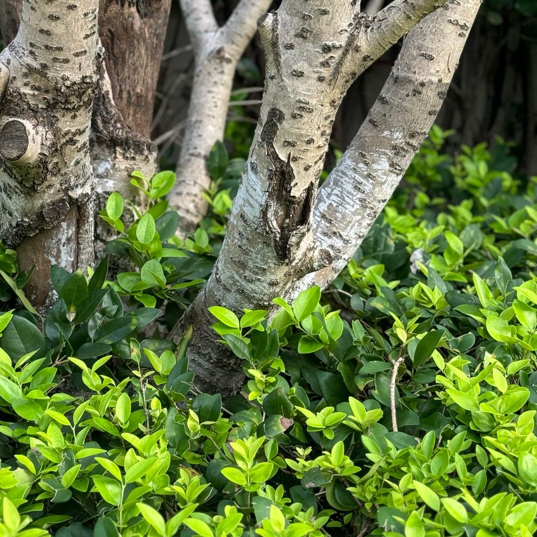 村上种树