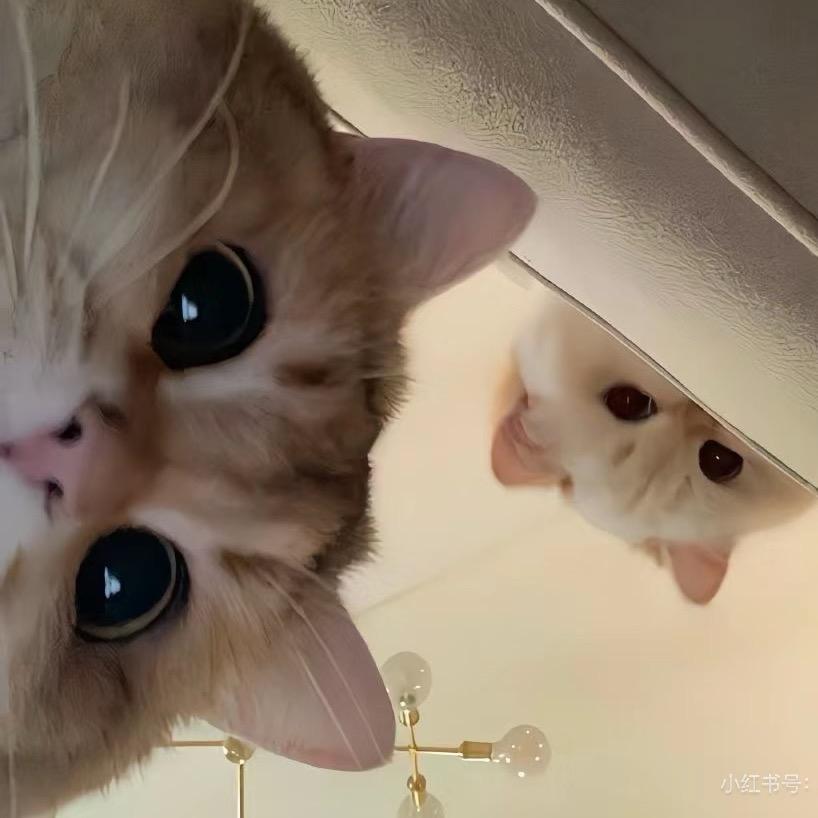 2只猫