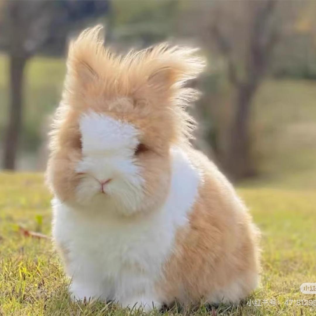萌兔🐰博士