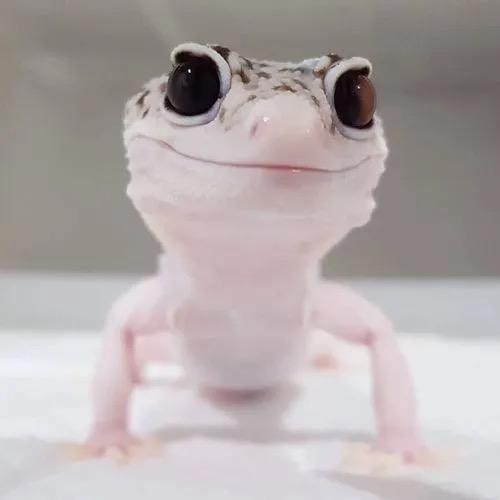 姚大毛子的豹纹守宫