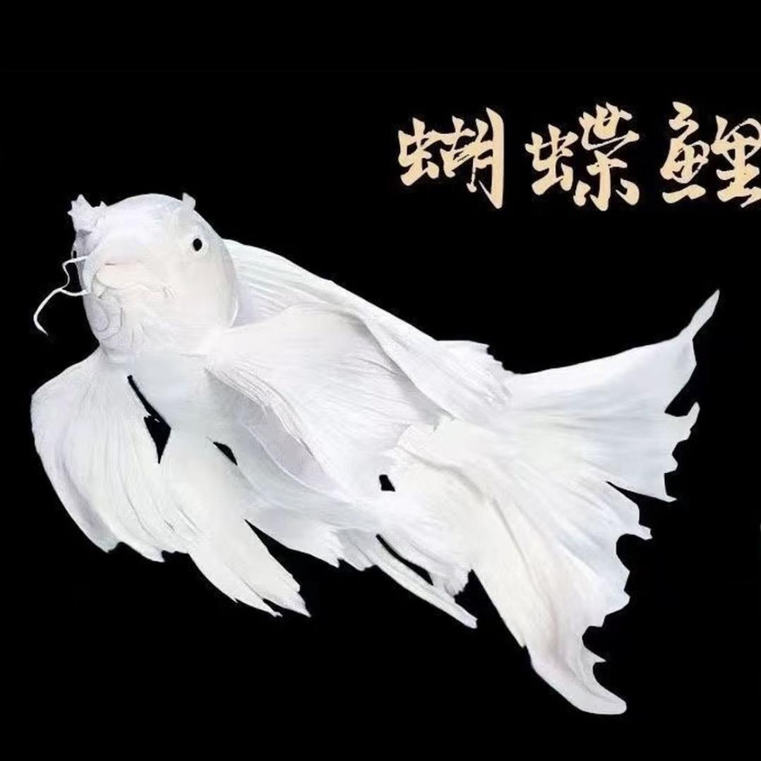 小金子观赏鱼