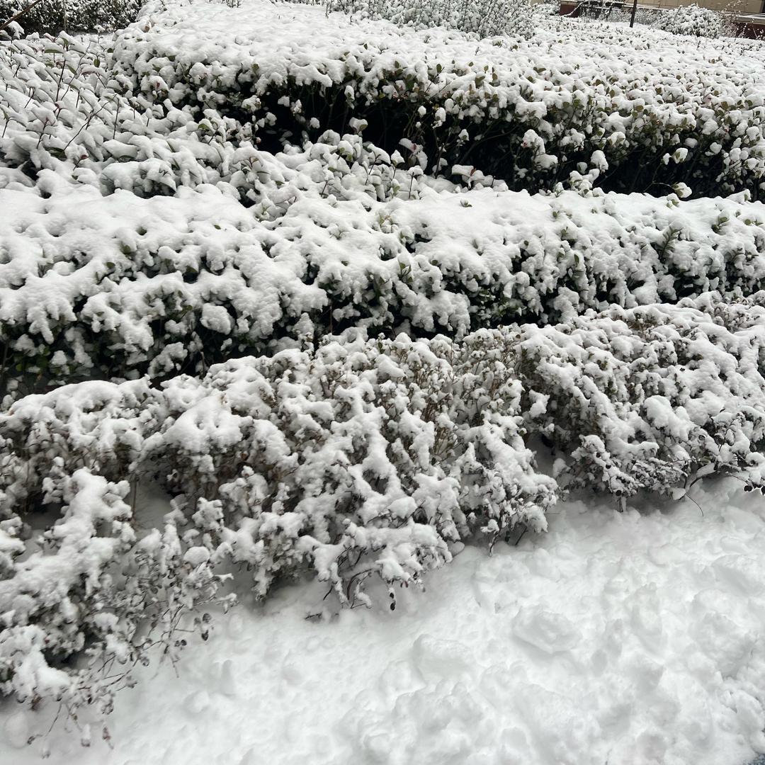 挖掘机里腌萝卜。