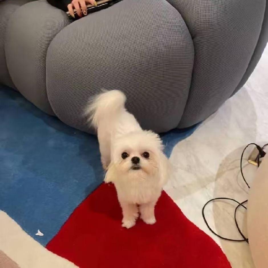 科科😎