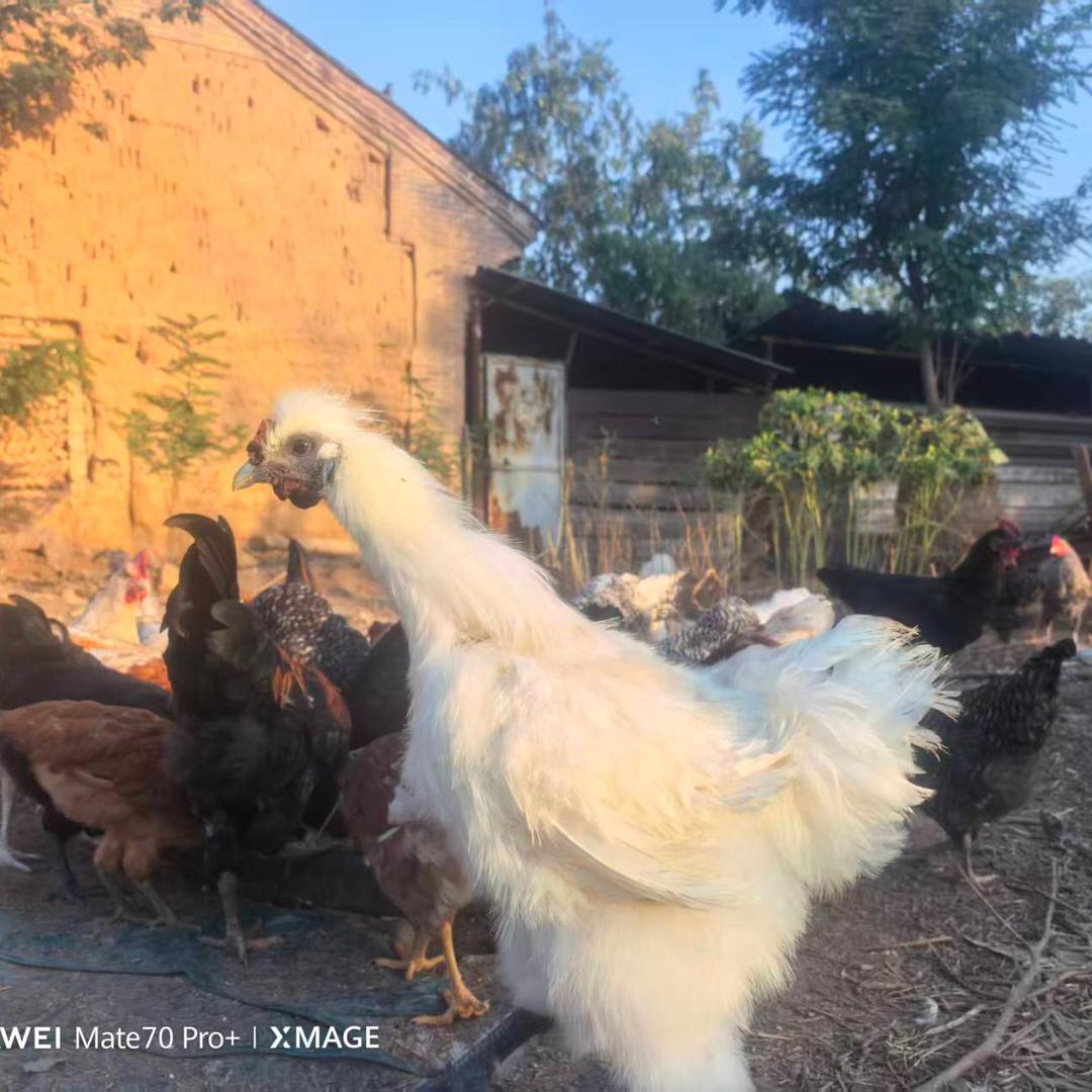 苜蓿店散养土鸡蛋