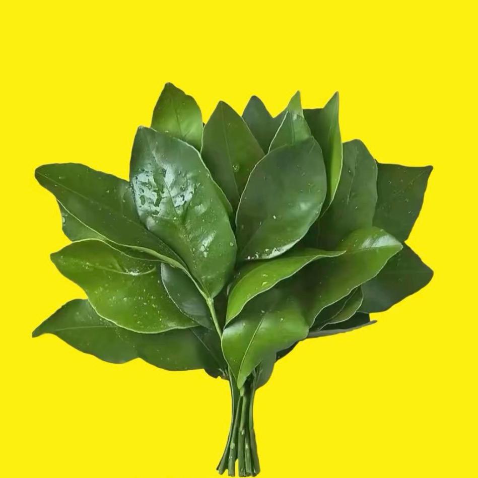 长矛沾💩戳谁谁死