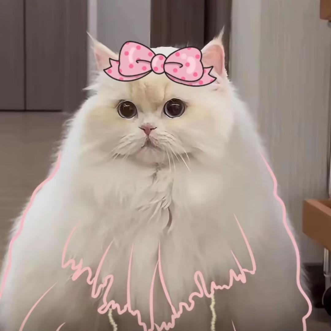 李小姐和她的小猫