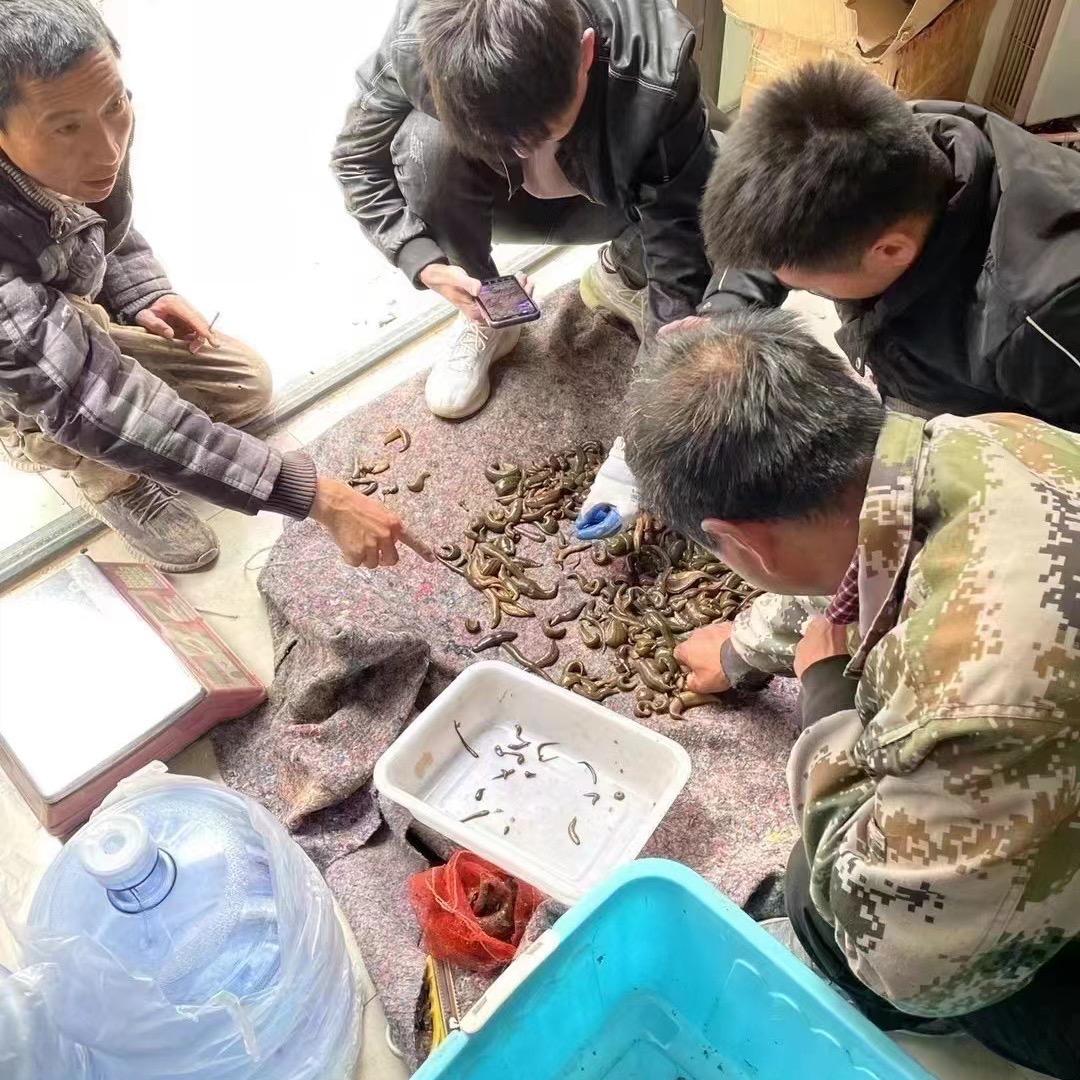 小丰户外抓蚂蝗