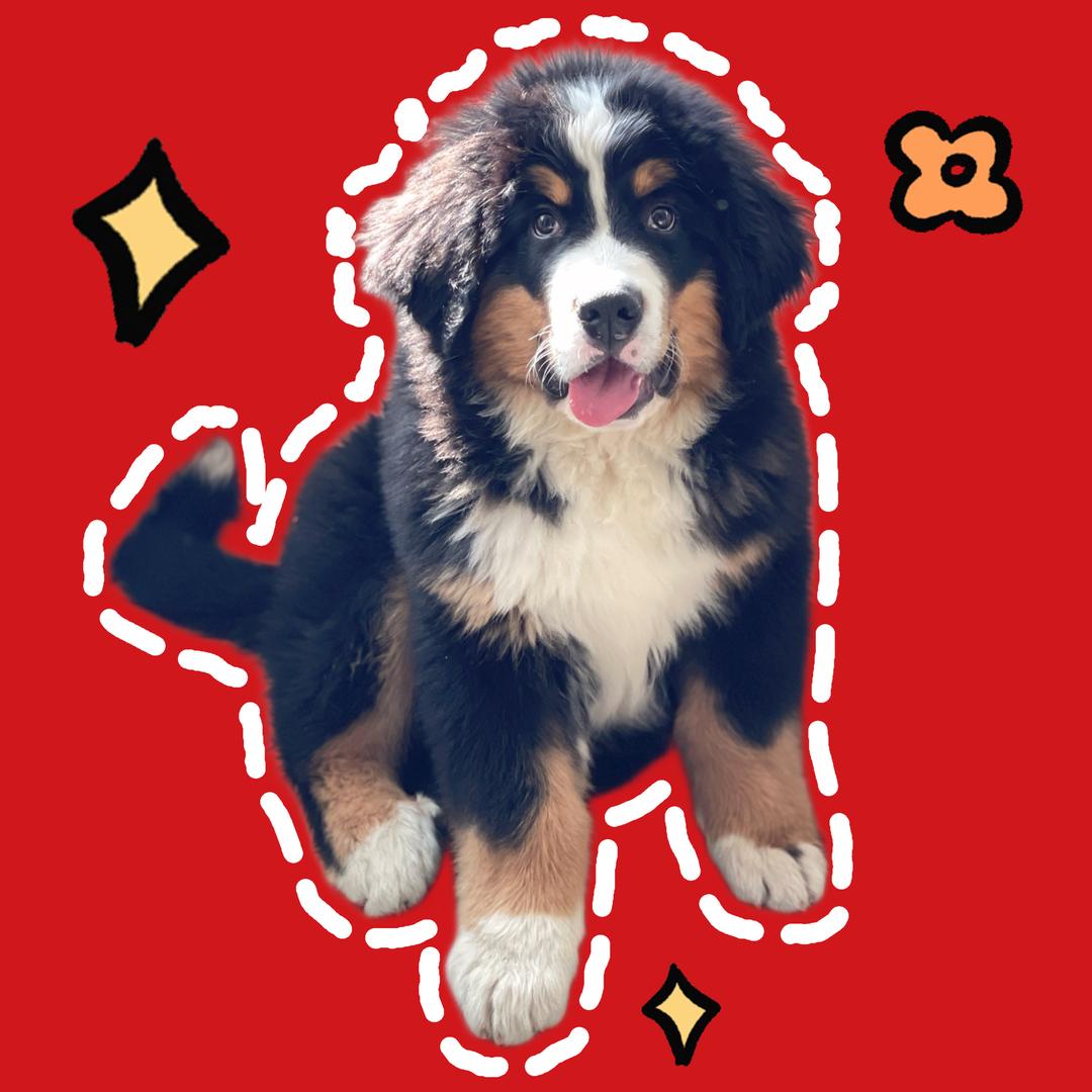 好运小狗（宠物零食）