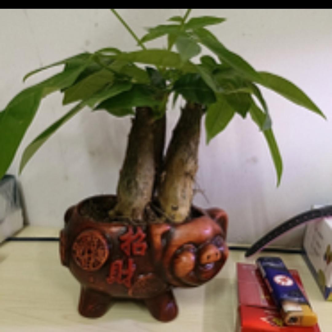 顺顺利利