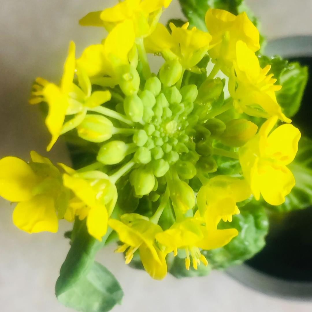 蔬菜花开