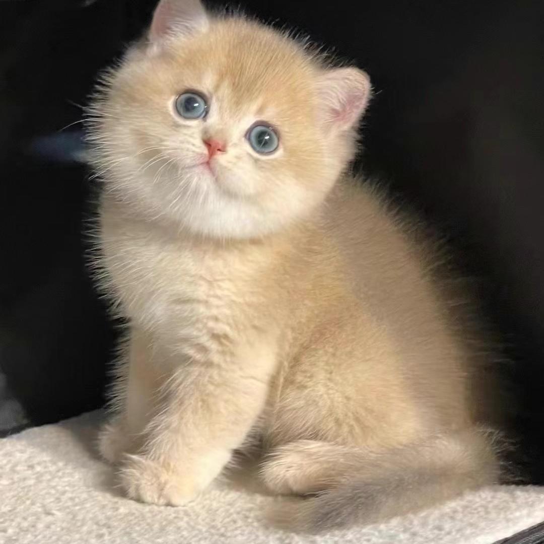喵星宠猫舍