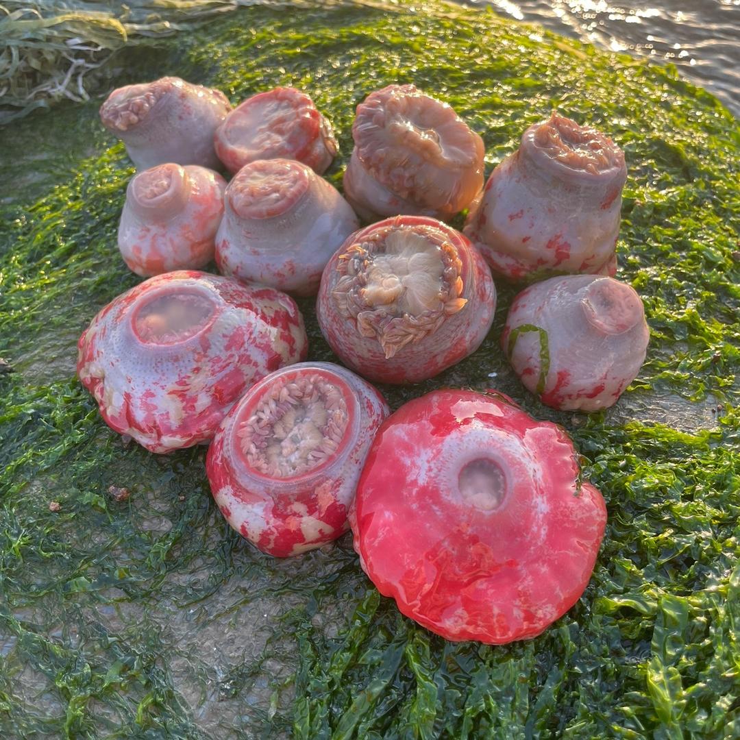 日照赶海拾鲜俱乐部