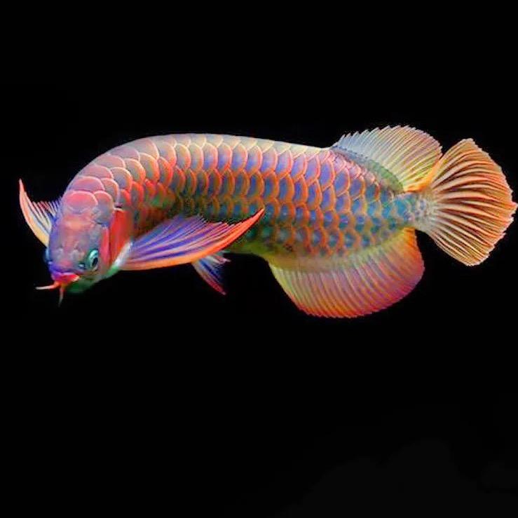 嘉峪关艺佰意龙鱼会馆