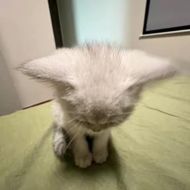 小小猫条