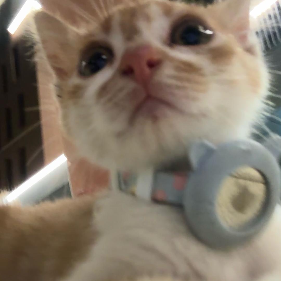 猫咪毛蜜