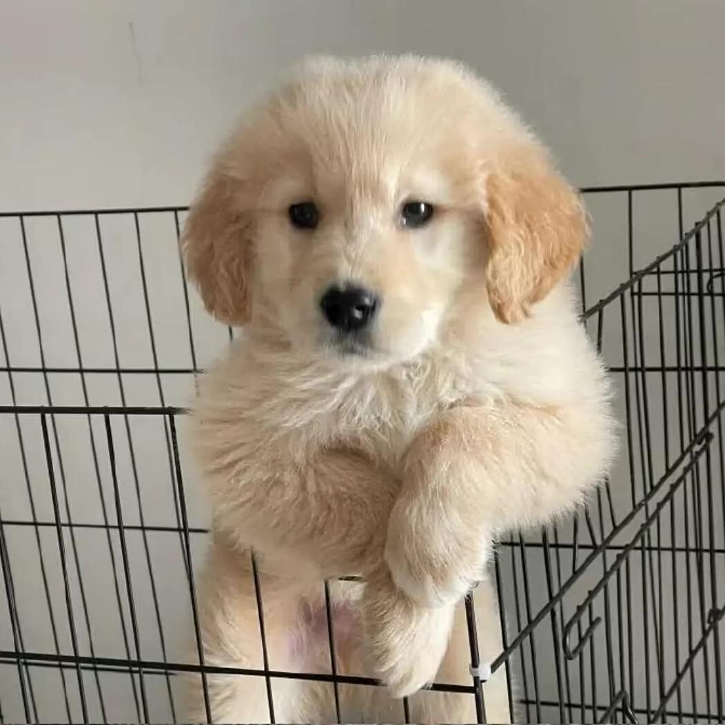 艳子宠物精品店