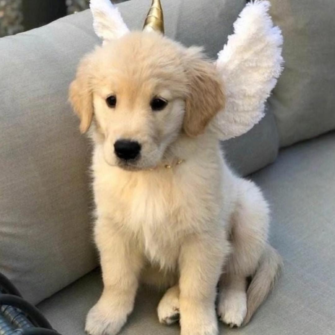 豆浆没加糖吗🥛