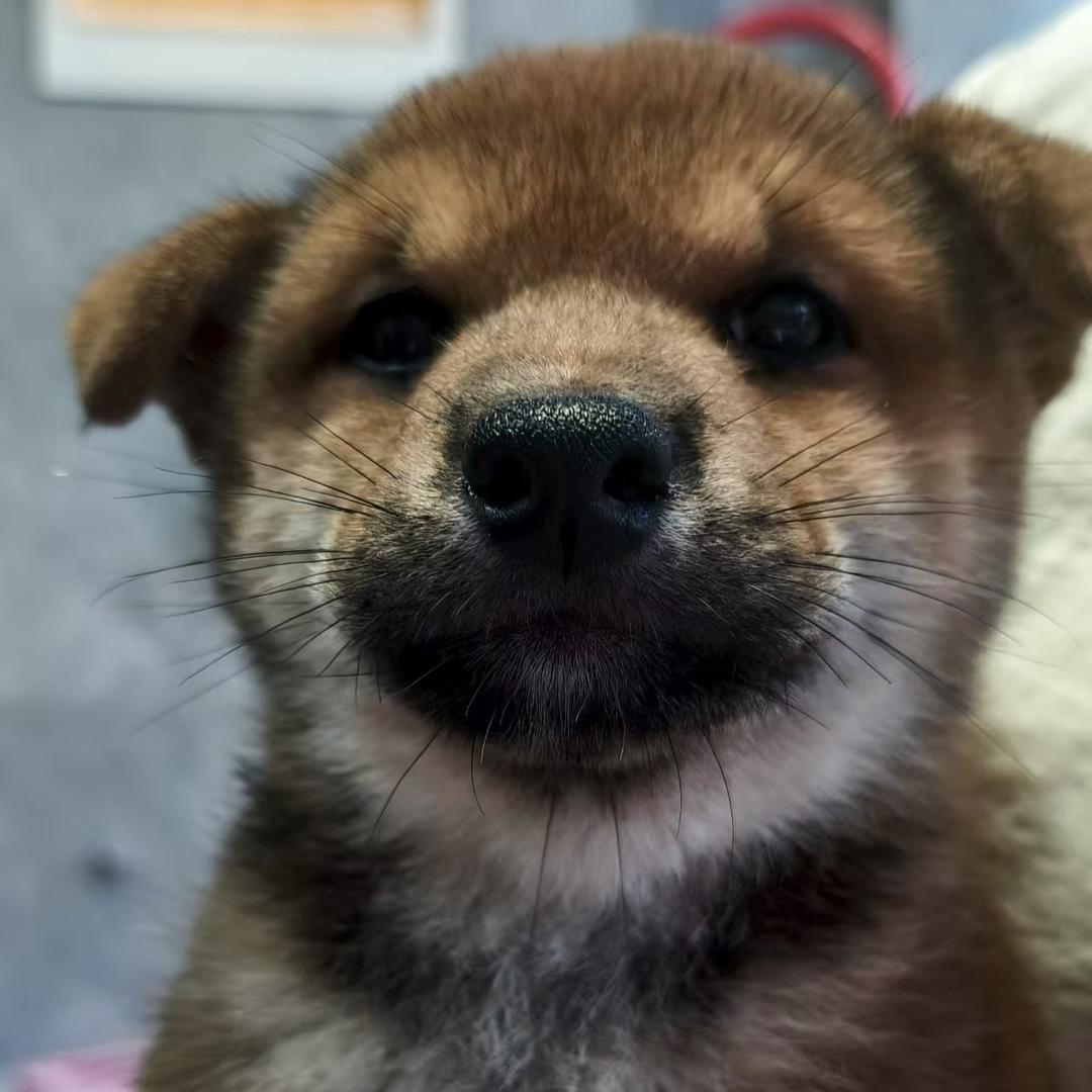 贝贝成长记
