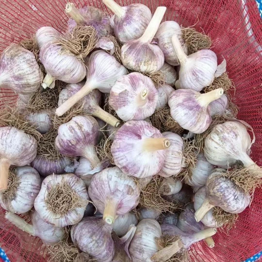 一新蒜种（亚新）