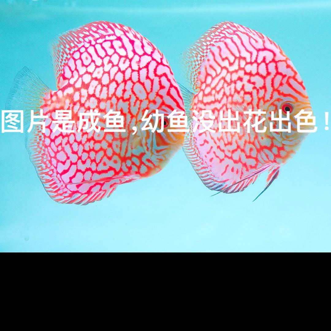 鉴彩甄选还赏鱼店