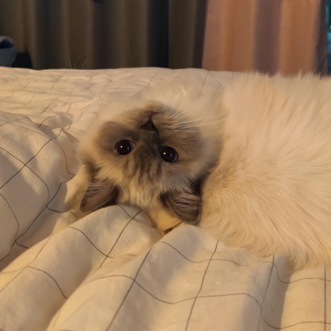 芝麻夜儿爪爪乐园